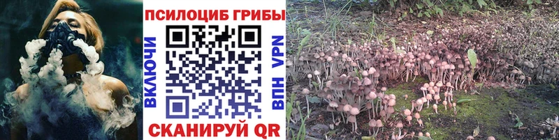 где продают   Черногорск  Галлюциногенные грибы Psilocybe 